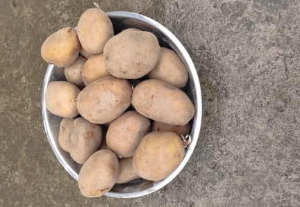 Домашня картопля