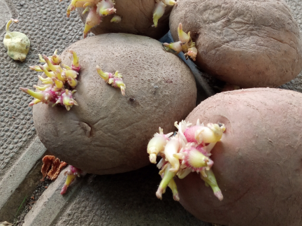 Картопля для посадки.