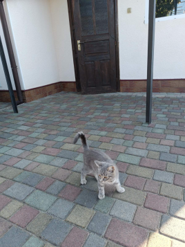 Віддам кошеня