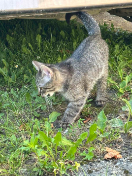 Віддам кошенят
