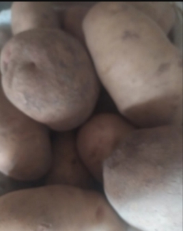 Картопля