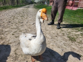 Віддам гуску, гусяче пір'я