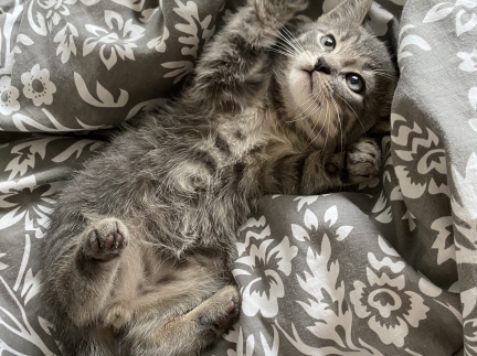 Роздаю котики