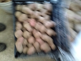 Картопля