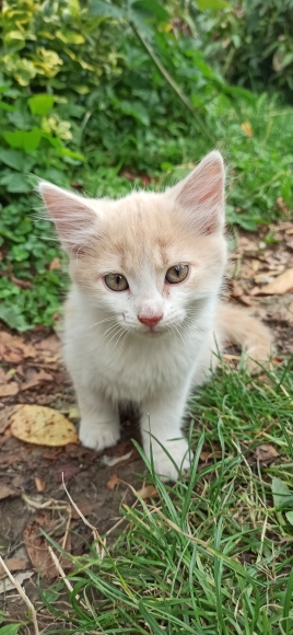 Кошеня