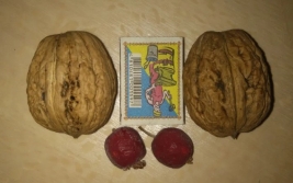 Горіх великан