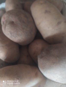 Картопля