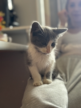 Кошеня віддаю хлопчик