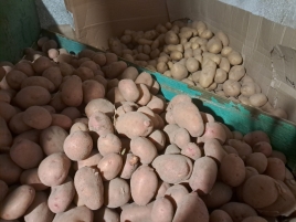 Картопля