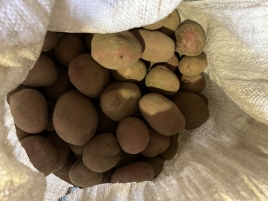 Картопля