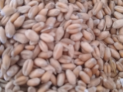 Пшениця, картпля