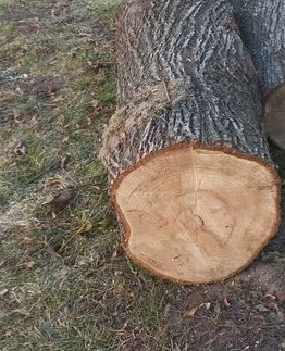 Стовбур липи