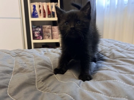 Котики