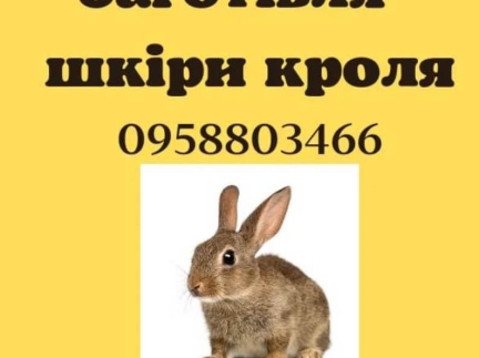 Шкіри кролика