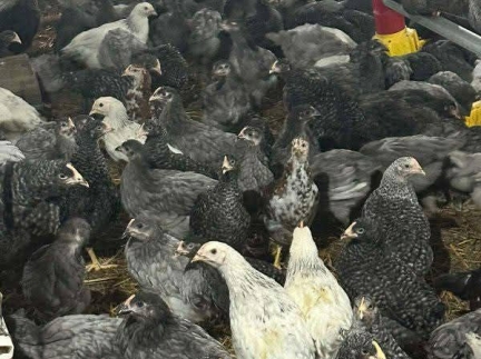 Курочки