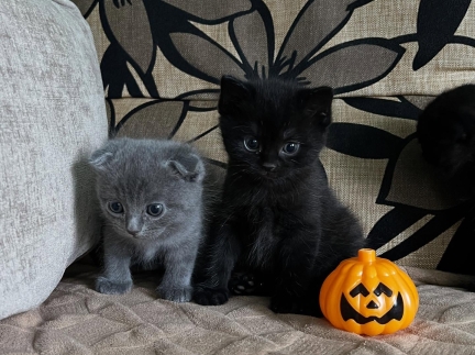 Кошенята