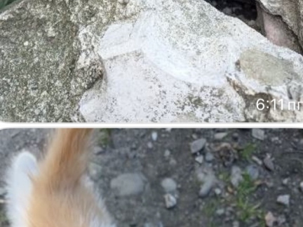 Віддам кошенят