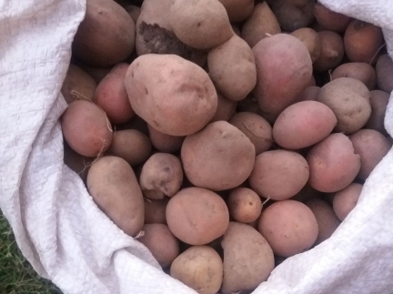 Картопля дрібна