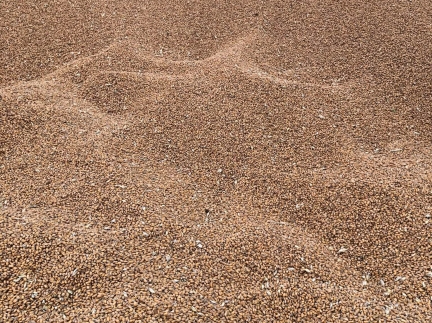 Пшениця, ячмінь, овес !