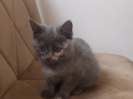 Віддам кошеня