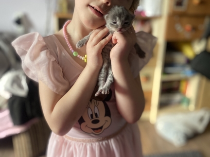 Сибірський котик