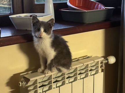 Віддам котика