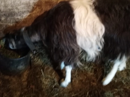 Молочна коза