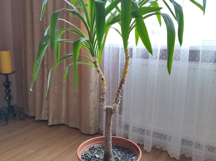 Вазон