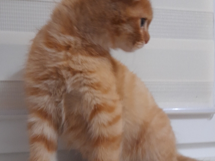Віддам котика