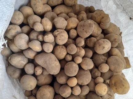 Продам дрібну картоплю