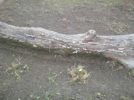 Горіховий стовбур