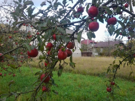 Яблука