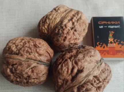 Саджанці великого горіху