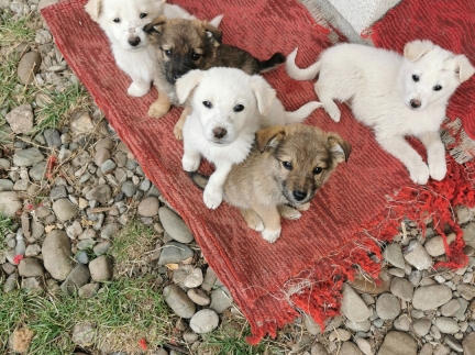 Віддам цуцеят