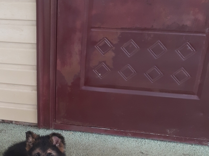 Цуценя німецька вівчара