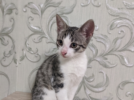 Віддамо котиків, хлопчики