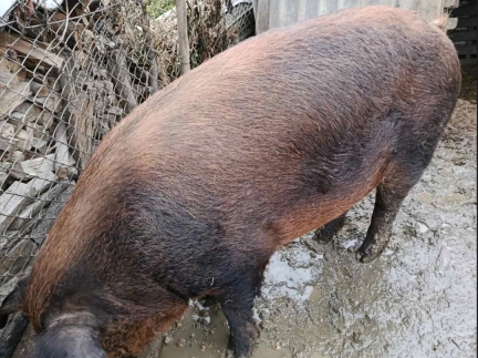 Свиня жива вага