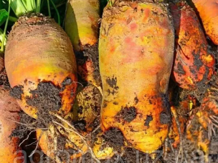 Кормовий буряк.