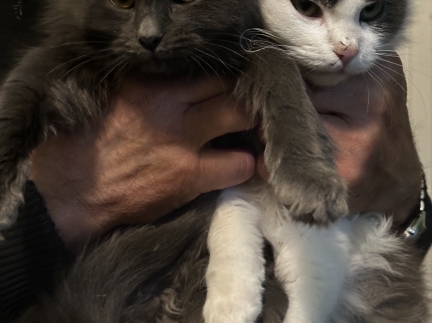 Віддам в добрі руки