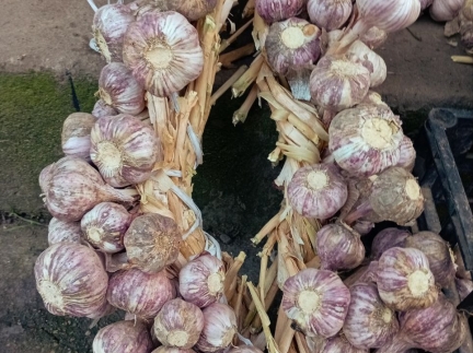 Озими часник