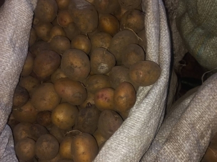 Дрібна картопля