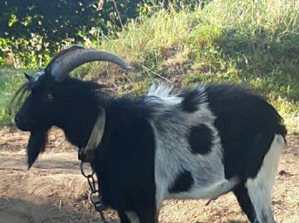 Цап Гріша 2,5 років