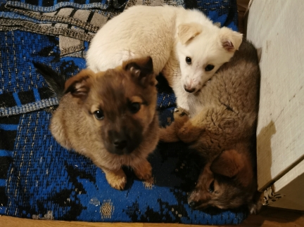 Віддам цуценяток