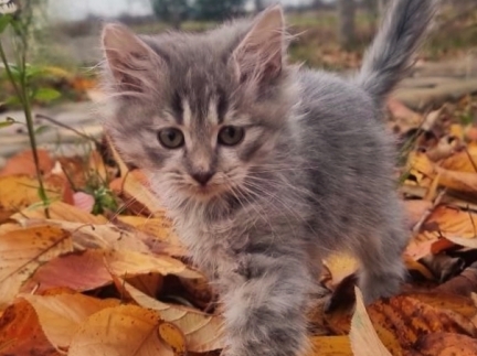 Кошеня у пошуках сім'ї