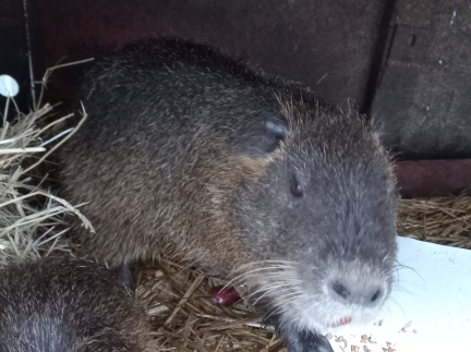 Нутрії малі та великі