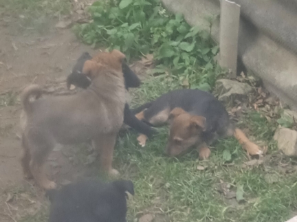 Віддам цуценят