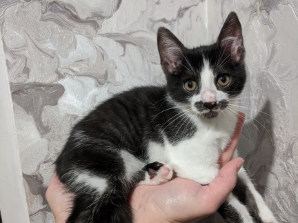 Віддамо кіточку