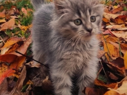 Віддам кошеня