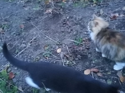 Котики 5 місяців