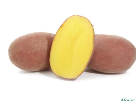 Картопля  Балтик Роуз